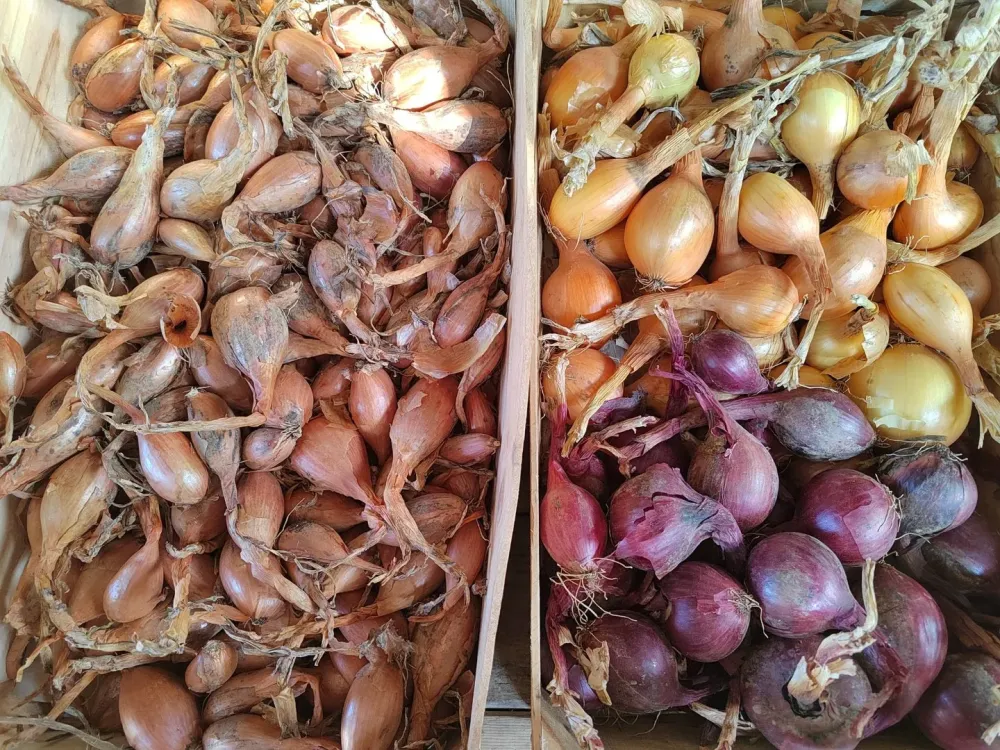 oignon echalotte