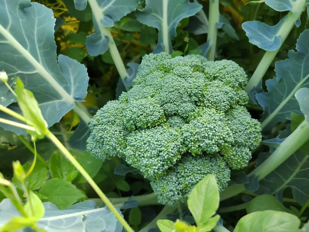brocoli