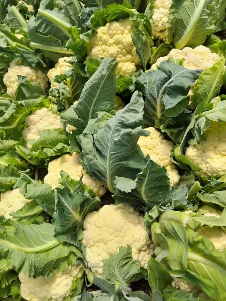 chou fleur