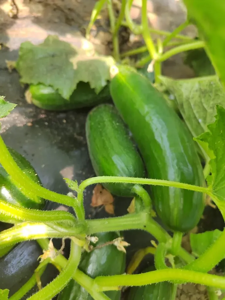 courgette (1) (Grand)