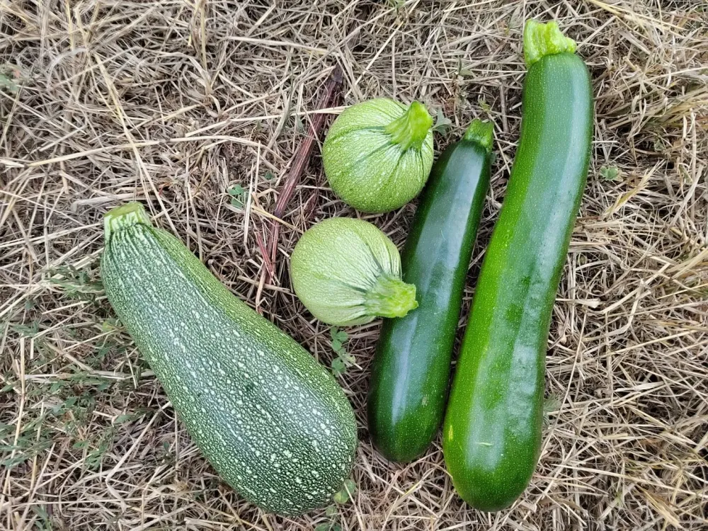 courgettes (1)